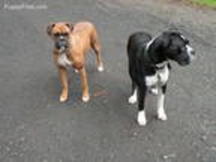 Boxer Puppy for sale in Corvallis, OR, USA