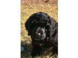 Portuguese Water Dog Puppy for sale in Shawnee, OK, USA