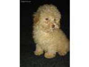Mutt Puppy for sale in Vian, OK, USA