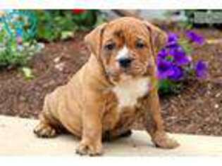 Olde English Bulldogge Puppy for sale in Lancaster, PA, USA