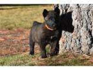 Belgian Malinois Puppy for sale in Bend, OR, USA