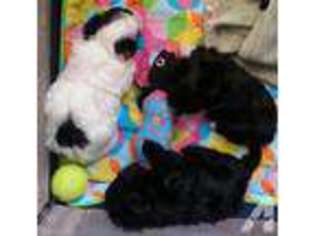 Havanese Puppy for sale in MACON, GA, USA