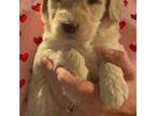 Labradoodle Puppy for sale in Pierceton, IN, USA