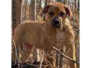 Boerboel Puppy for sale in Guysville, OH, USA