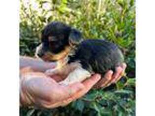 Yorkshire Terrier Puppy for sale in Walker, LA, USA