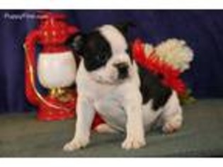 Boston Terrier Puppy for sale in Ephrata, PA, USA