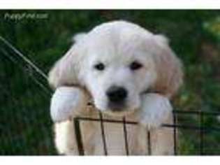 Mutt Puppy for sale in Fincastle, VA, USA