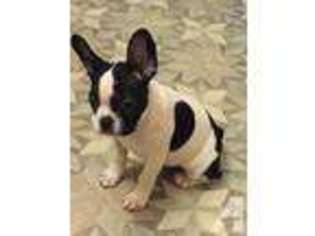 French Bulldog Puppy for sale in OAKDALE, NY, USA