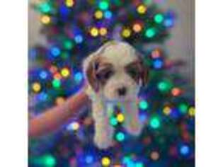 Cavalier King Charles Spaniel Puppy for sale in Alma, GA, USA