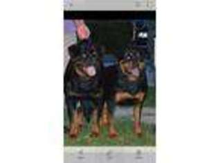 Rottweiler Puppy for sale in Pittsboro, NC, USA