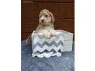 Labradoodle Puppy for sale in Hartselle, AL, USA