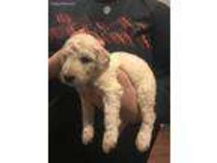 Goldendoodle Puppy for sale in Newton, KS, USA