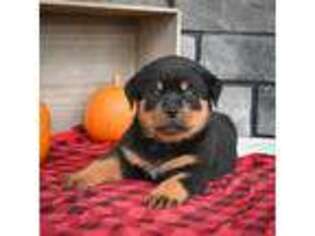 Rottweiler Puppy for sale in Millersburg, OH, USA