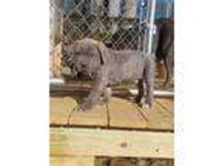 Cane Corso Puppy for sale in Blue Ridge, GA, USA