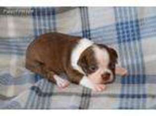 Boston Terrier Puppy for sale in Rolla, MO, USA