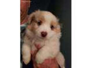 Miniature Australian Shepherd Puppy for sale in Soddy Daisy, TN, USA