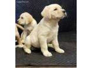 Labrador Retriever Puppy for sale in Gallup, NM, USA