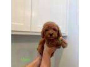 Mutt Puppy for sale in Azle, TX, USA