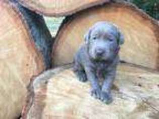 Labrador Retriever Puppy for sale in Norwalk, CT, USA