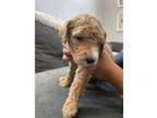 Goldendoodle Puppy for sale in Livermore, CA, USA