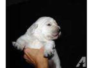 Medium Photo #1 Golden Retriever Puppy For Sale in HOWARD CITY, MI, USA