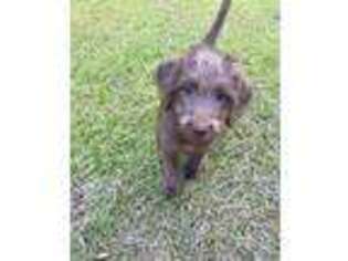 Labradoodle Puppy for sale in Beaufort, SC, USA
