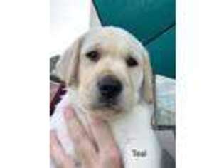 Labrador Retriever Puppy for sale in Forney, TX, USA