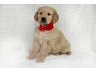 Golden Retriever Puppy for sale in Riverside, IA, USA