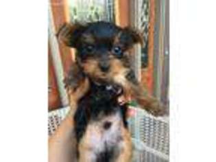 Yorkshire Terrier Puppy for sale in Hinckley, OH, USA