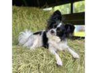 Papillon Puppy for sale in San Luis, CO, USA