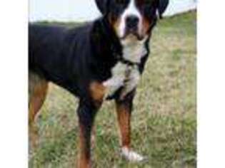 Greater Swiss Mountain Dog Puppy for sale in Reinholds, PA, USA
