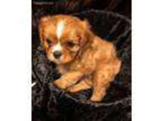 Cavalier King Charles Spaniel Puppy for sale in Lincoln, MO, USA