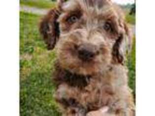 Labradoodle Puppy for sale in Alverton, PA, USA