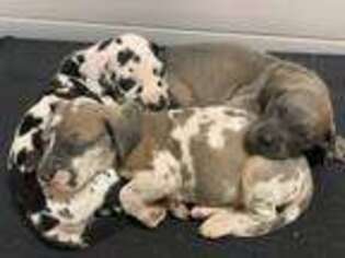 Great Dane Puppy for sale in Hampton, MN, USA