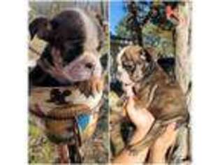Bulldog Puppy for sale in Del Valle, TX, USA