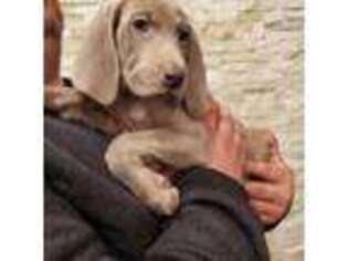 Weimaraner Puppy for sale in Vancouver, WA, USA