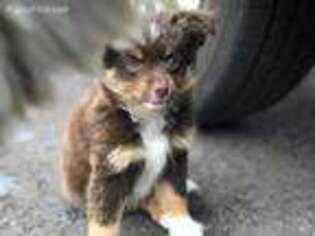 Miniature Australian Shepherd Puppy for sale in Madison, MS, USA