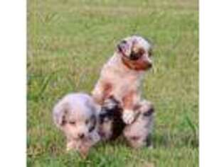 Miniature Australian Shepherd Puppy for sale in Ponca City, OK, USA
