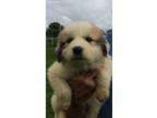 Great Pyrenees Puppy for sale in Ripley, TN, USA