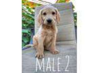 Labradoodle Puppy for sale in Middleton, ID, USA