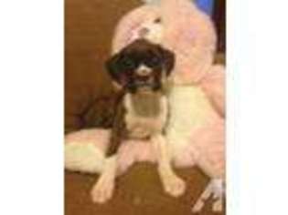 Boxer Puppy for sale in ENUMCLAW, WA, USA