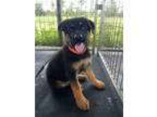 German Shepherd Dog Puppy for sale in Tavares, FL, USA