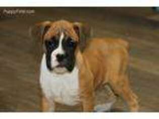 Boxer Puppy for sale in Bremen, IN, USA