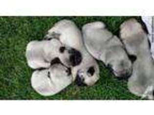 Pug Puppy for sale in EATON, CO, USA