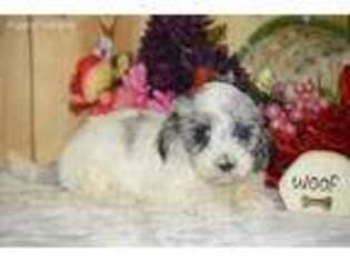 Shih-Poo Puppy for sale in Seymour, IA, USA