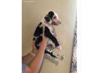 Great Dane Puppy for sale in Cantonment, FL, USA