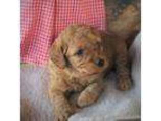 Goldendoodle Puppy for sale in Blairsville, PA, USA