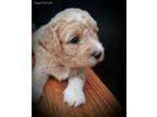 Cavachon Puppy for sale in Tuckerton, NJ, USA