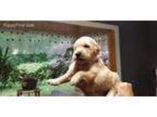 Golden Retriever Puppy for sale in Ortonville, MI, USA