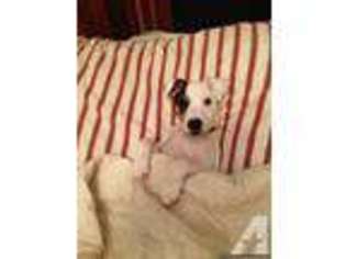 Jack Russell Terrier Puppy for sale in THOMASBORO, IL, USA